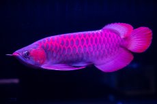 画像15: 【特価魚】スーパーレッド（下取り魚）NO.111 (15)