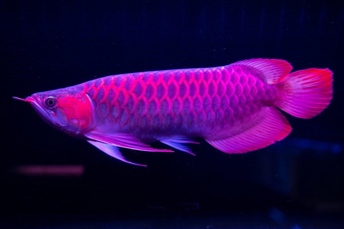 画像14: 【特価魚】スーパーレッド（下取り魚）NO.111 (14)