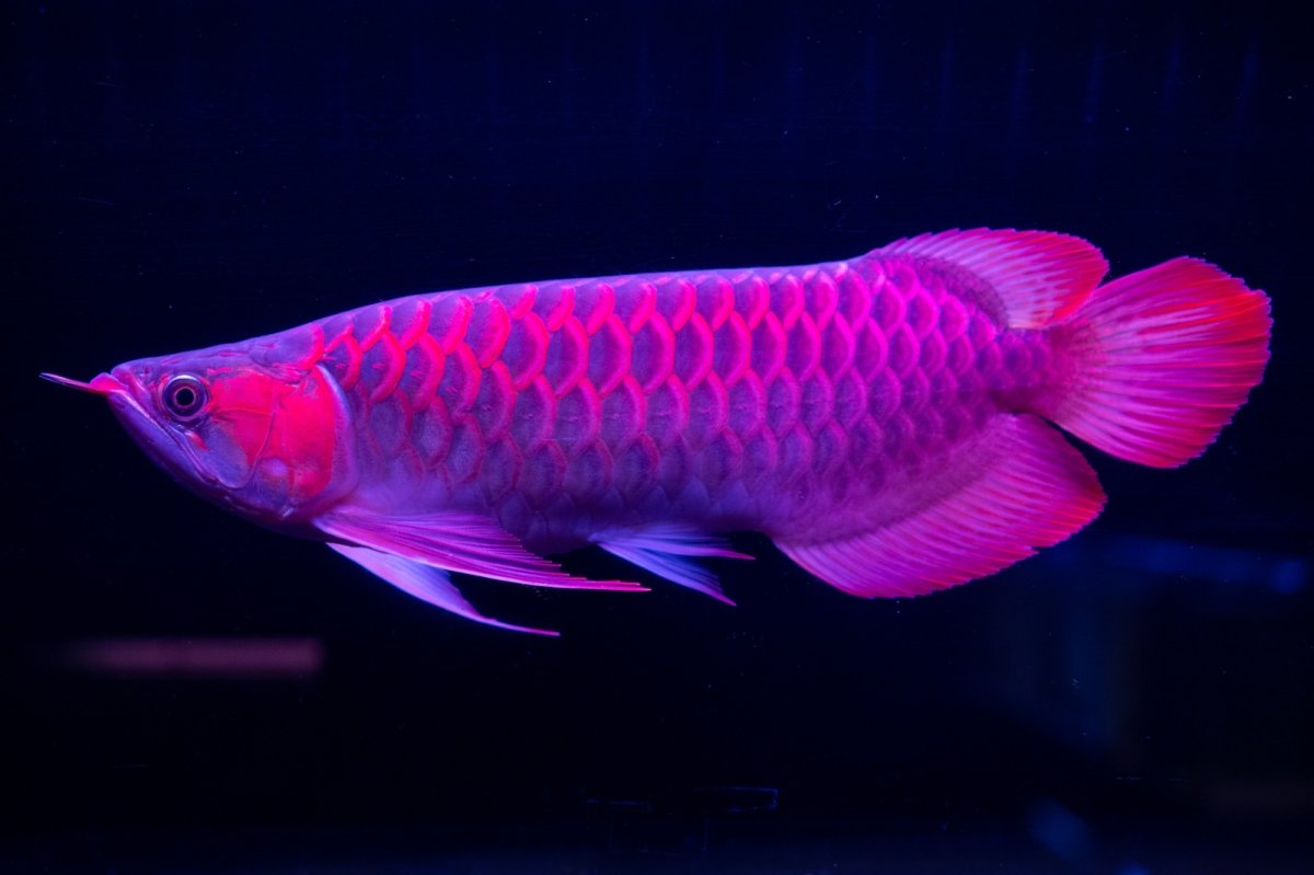 画像13: 【特価魚】スーパーレッド（下取り魚）NO.111 (13)