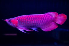 画像13: 【特価魚】スーパーレッド（下取り魚）NO.111 (13)