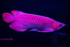 画像12: 【特価魚】スーパーレッド（下取り魚）NO.111 (12)