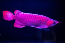 画像11: 【特価魚】スーパーレッド（下取り魚）NO.111 (11)