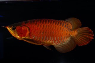 スーパーレッド（紅龍）その他 - アジアアロワナ専門店ラフレシア