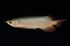 画像1: 【特価魚】スーパーレッド（下取り魚）NO.222 (1)