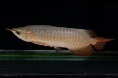 画像10: 【特価魚】スーパーレッド（下取り魚）NO.222 (10)