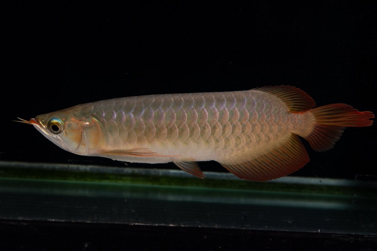 画像7: 【特価魚】スーパーレッド（下取り魚）NO.222 (7)