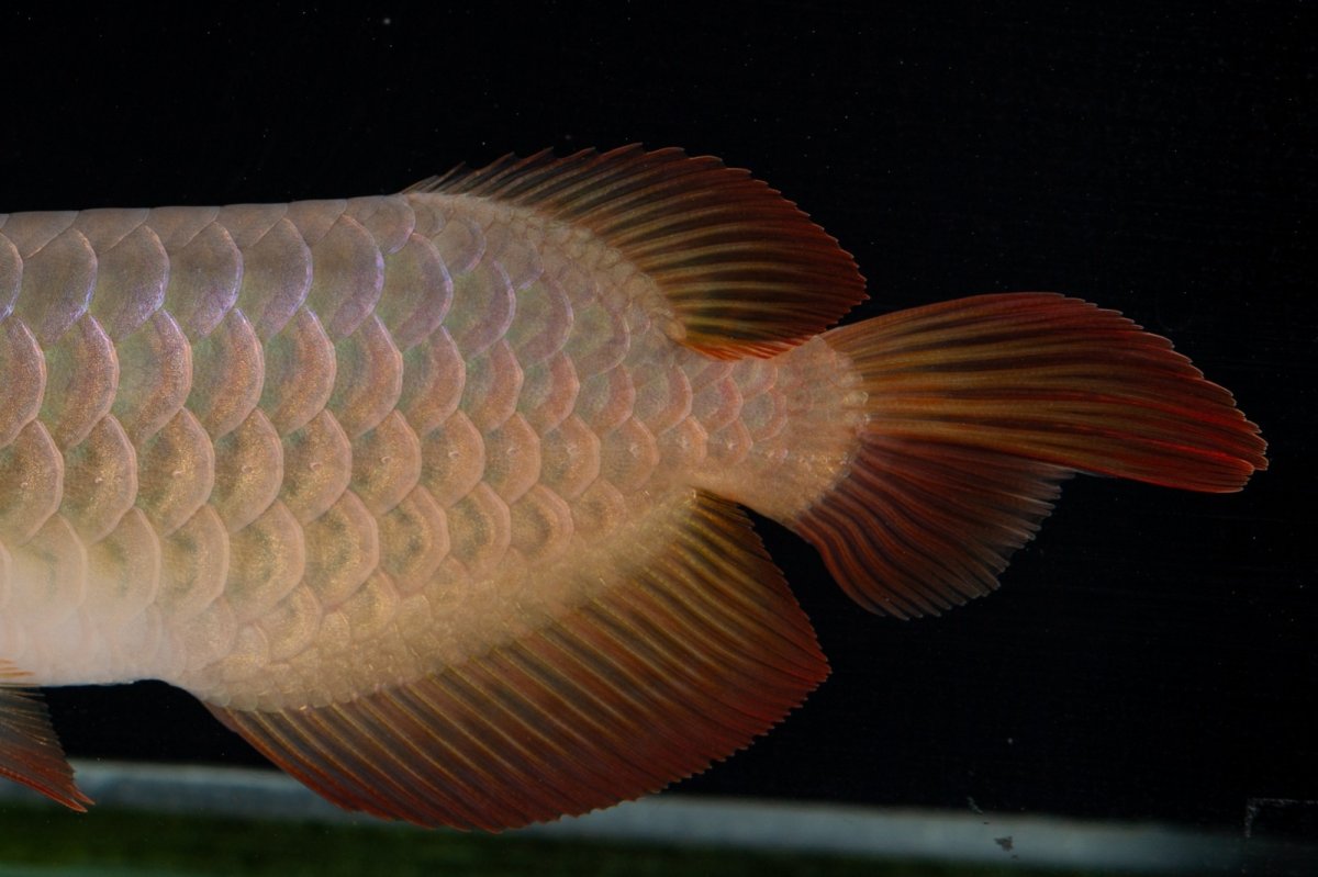 画像14: 【特価魚】スーパーレッド（下取り魚）NO.222 (14)