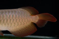 画像14: 【特価魚】スーパーレッド（下取り魚）NO.222 (14)