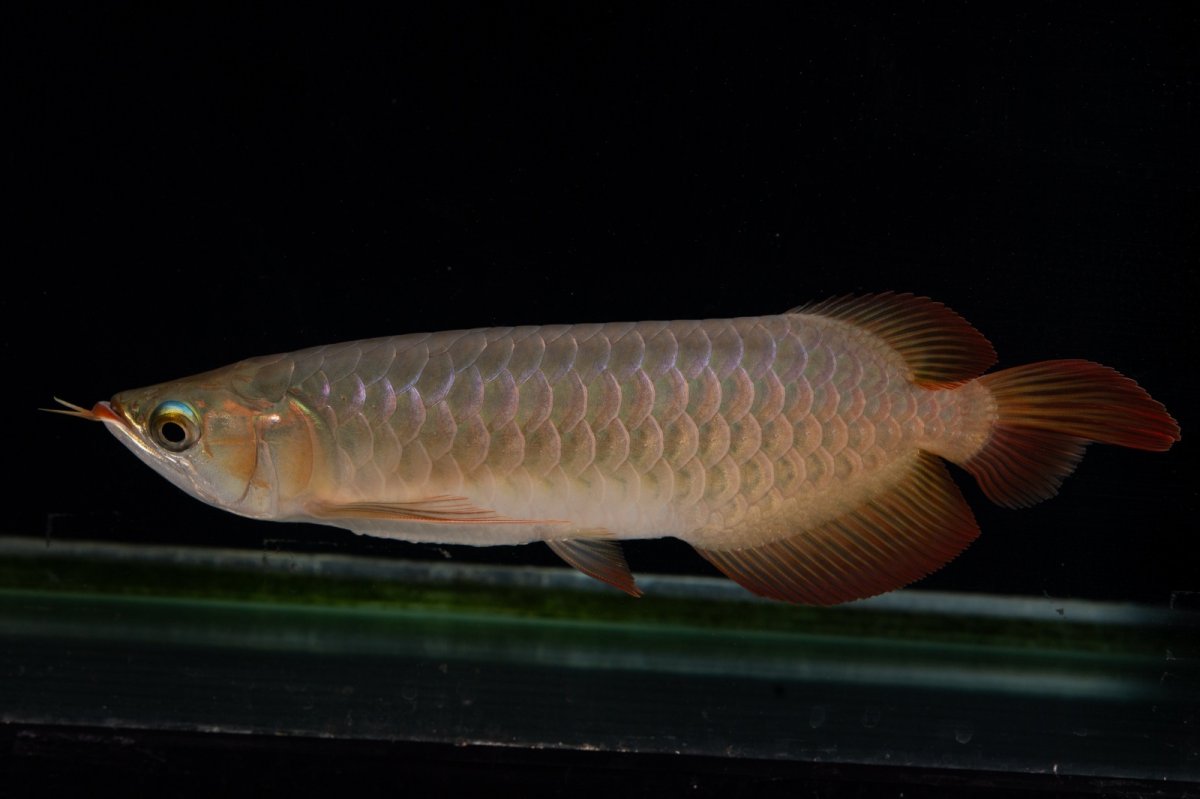 画像8: 【特価魚】スーパーレッド（下取り魚）NO.222 (8)
