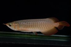 画像8: 【特価魚】スーパーレッド（下取り魚）NO.222 (8)