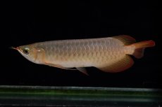 画像9: 【特価魚】スーパーレッド（下取り魚）NO.222 (9)
