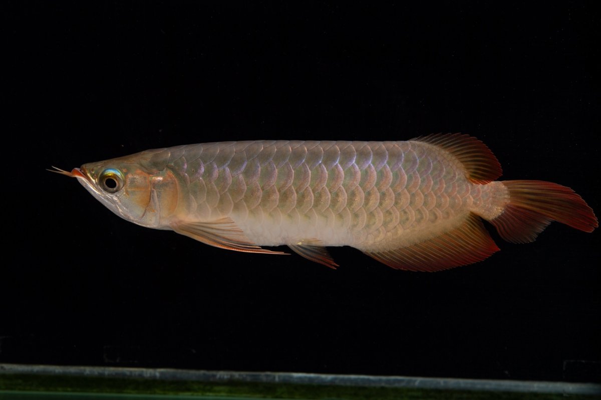 画像5: 【特価魚】スーパーレッド（下取り魚）NO.222 (5)