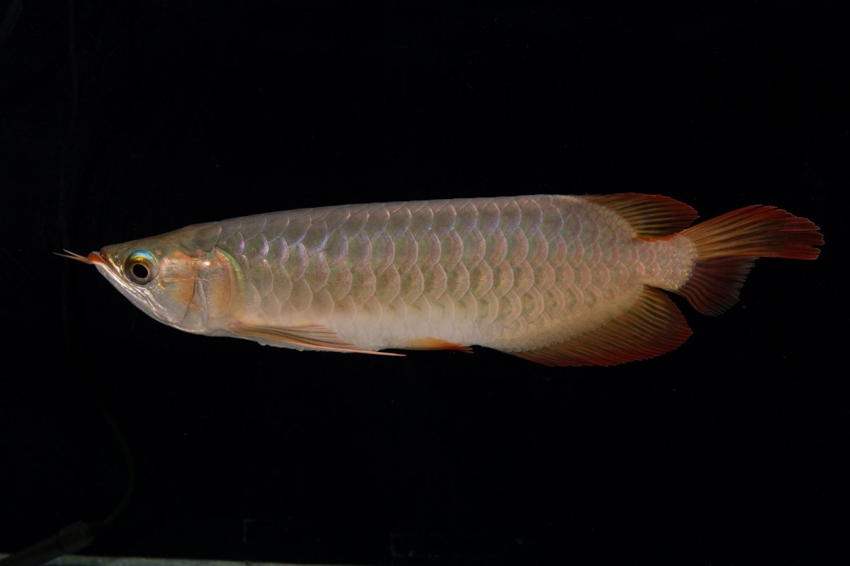 画像3: 【特価魚】スーパーレッド（下取り魚）NO.222 (3)