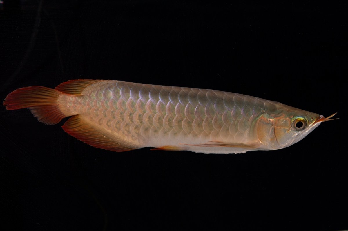 画像4: 【特価魚】スーパーレッド（下取り魚）NO.222 (4)