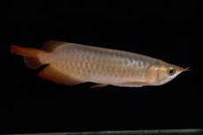 画像2: 【特価魚】スーパーレッド（下取り魚）NO.222 (2)