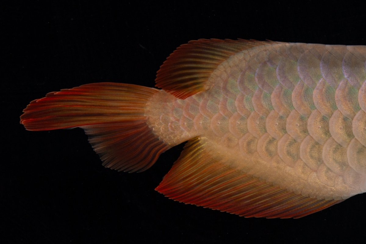 画像13: 【特価魚】スーパーレッド（下取り魚）NO.222 (13)