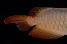 画像13: 【特価魚】スーパーレッド（下取り魚）NO.222 (13)