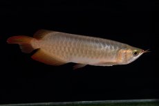 画像6: 【特価魚】スーパーレッド（下取り魚）NO.222 (6)