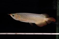 画像12: 【特価魚】スーパーレッド（下取り魚）NO.222 (12)