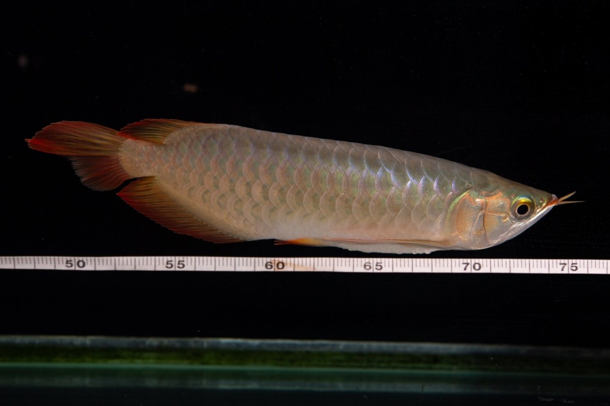 画像11: 【特価魚】スーパーレッド（下取り魚）NO.222 (11)