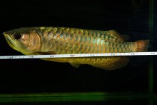 画像12: 【特価魚】過背金龍（下取り魚）NO.333 (12)