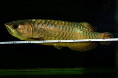 画像10: 【特価魚】過背金龍（下取り魚）NO.333 (10)