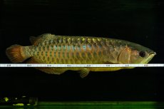 画像9: 【特価魚】過背金龍（下取り魚）NO.333 (9)