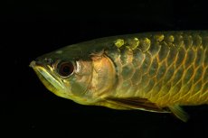 画像4: 【特価魚】過背金龍（下取り魚）NO.333 (4)