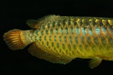 画像7: 【特価魚】過背金龍（下取り魚）NO.333 (7)