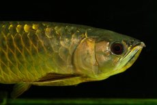 画像5: 【特価魚】過背金龍（下取り魚）NO.333 (5)