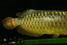 画像8: 【特価魚】過背金龍（下取り魚）NO.333 (8)