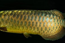 画像6: 【特価魚】過背金龍（下取り魚）NO.333 (6)