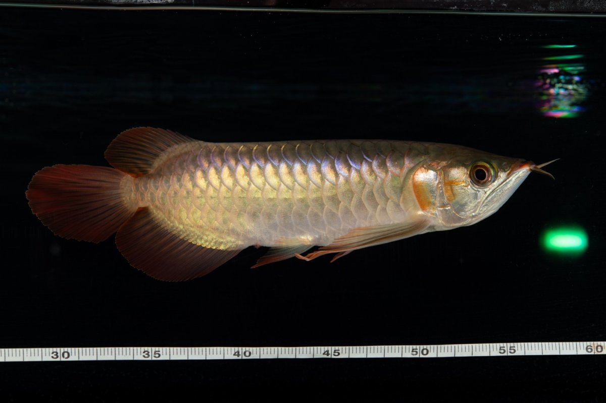 画像19: 【特価魚】スーパーレッド（下取り魚）NO.444 (19)