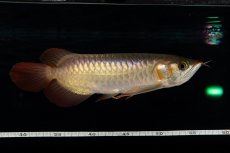 画像19: 【特価魚】スーパーレッド（下取り魚）NO.444 (19)