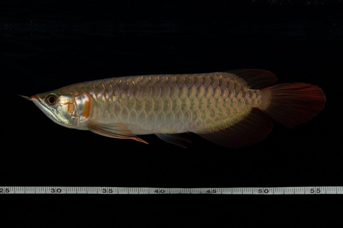画像18: 【特価魚】スーパーレッド（下取り魚）NO.444 (18)