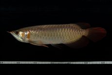画像18: 【特価魚】スーパーレッド（下取り魚）NO.444 (18)