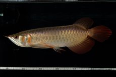 画像17: 【特価魚】スーパーレッド（下取り魚）NO.444 (17)