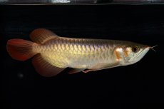 画像2: 【特価魚】スーパーレッド（下取り魚）NO.444 (2)
