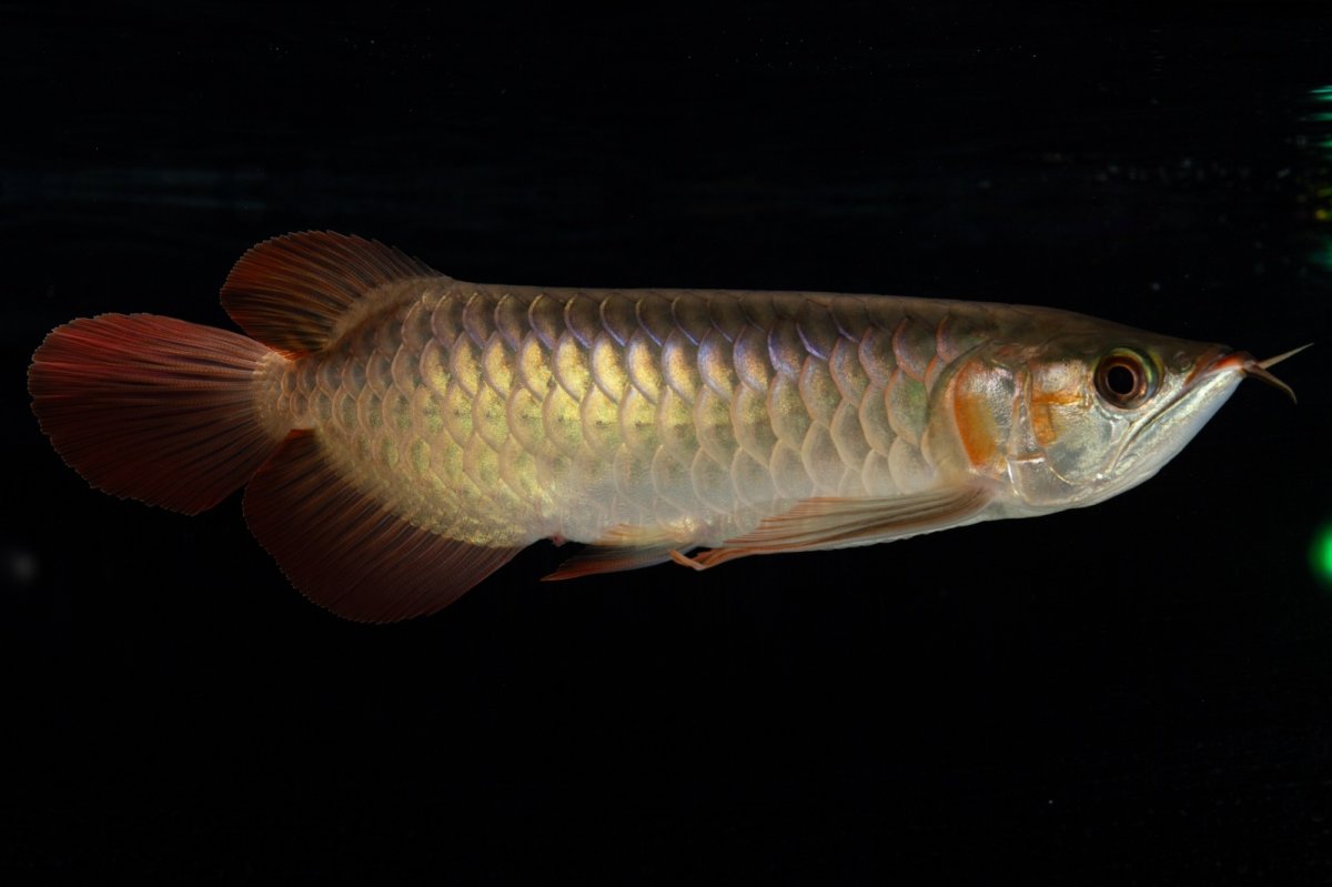 画像4: 【特価魚】スーパーレッド（下取り魚）NO.444 (4)