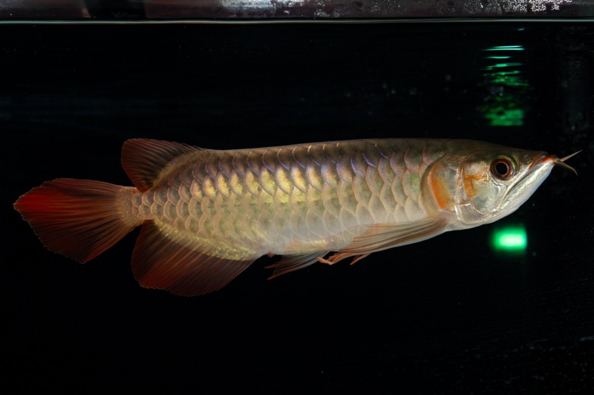 画像6: 【特価魚】スーパーレッド（下取り魚）NO.444 (6)