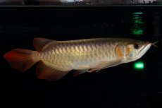 画像6: 【特価魚】スーパーレッド（下取り魚）NO.444 (6)