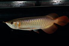 画像5: 【特価魚】スーパーレッド（下取り魚）NO.444 (5)