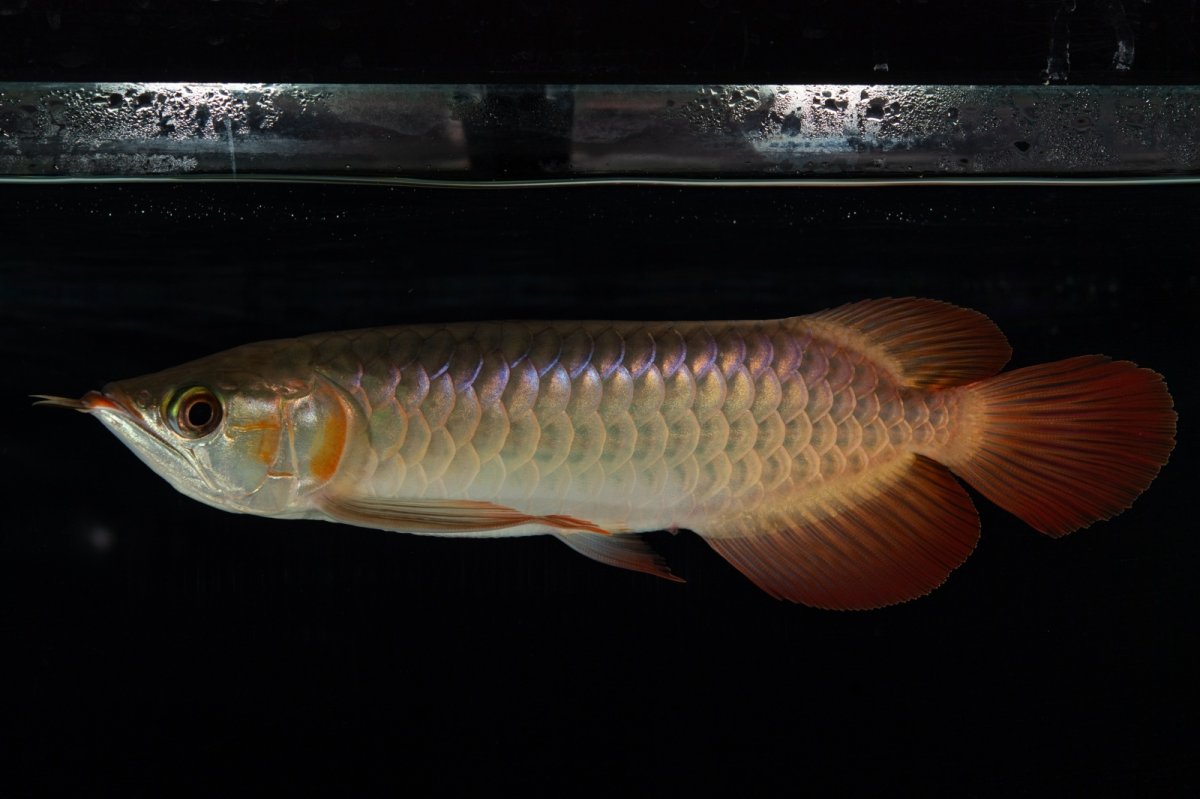 画像1: 【特価魚】スーパーレッド（下取り魚）NO.444 (1)