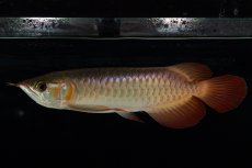 画像1: 【特価魚】スーパーレッド（下取り魚）NO.444 (1)