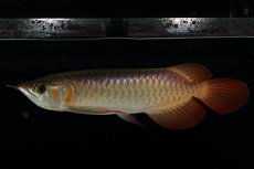 画像3: 【特価魚】スーパーレッド（下取り魚）NO.444 (3)