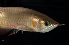 画像16: 【特価魚】スーパーレッド（下取り魚）NO.444 (16)