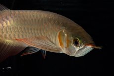 画像14: 【特価魚】スーパーレッド（下取り魚）NO.444 (14)