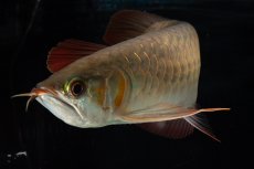 画像15: 【特価魚】スーパーレッド（下取り魚）NO.444 (15)