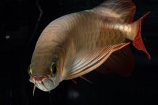 画像13: 【特価魚】スーパーレッド（下取り魚）NO.444 (13)