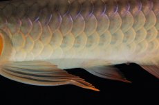 画像10: 【特価魚】スーパーレッド（下取り魚）NO.444 (10)